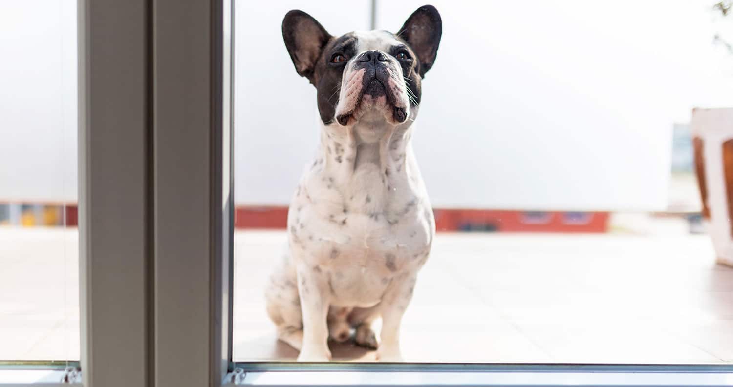 Pets can scratch your window film.
