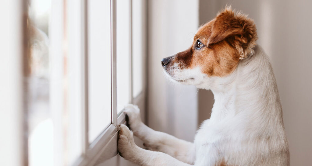 FAQ: Is Window Film Pet-Friendly? FInd the answer from ClimatePro, the San Francisco Bay Area's window film experts.