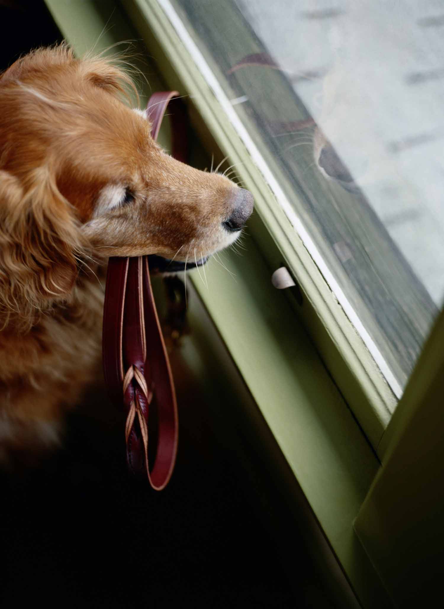 1 ClimatePro Window Film Pets Bay Area