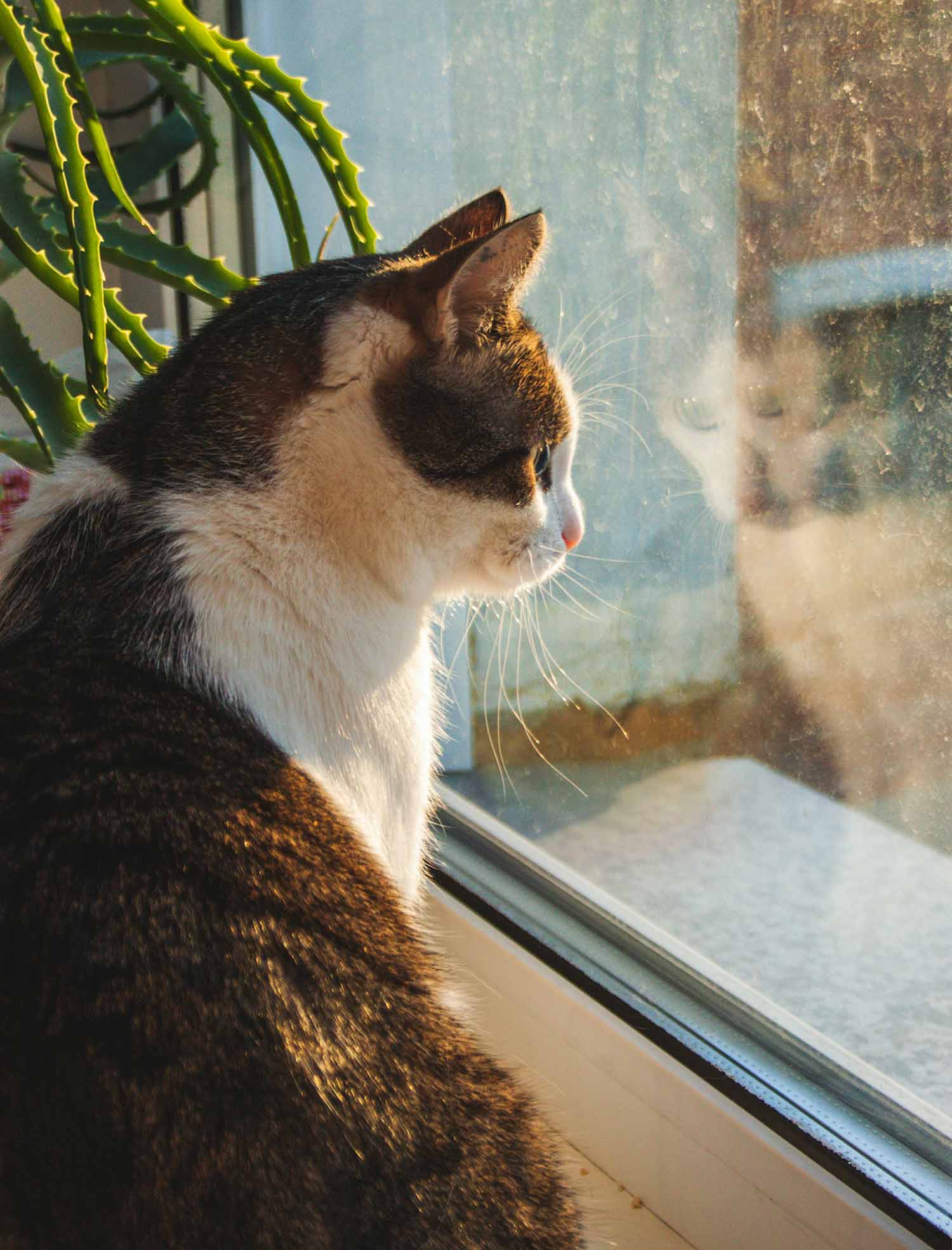 2 ClimatePro Window Film Pets Bay Area