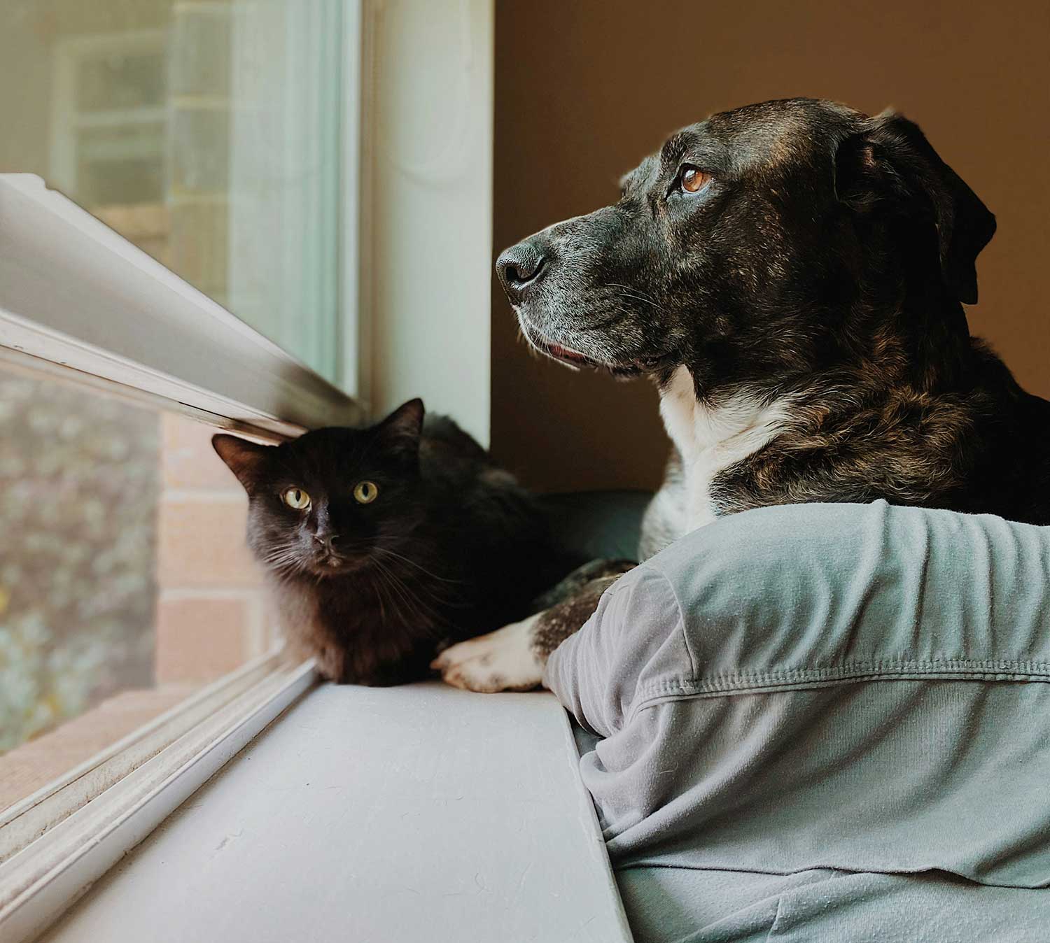 3 ClimatePro Window Film Pets Bay Area
