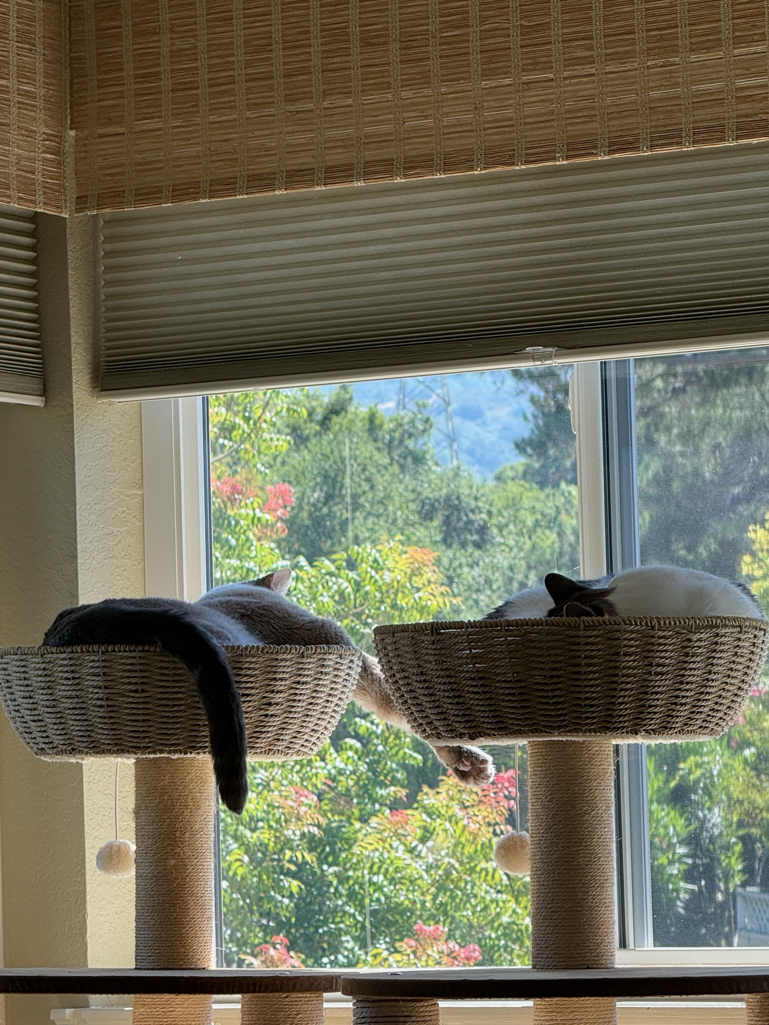 Cats Enjoying Film